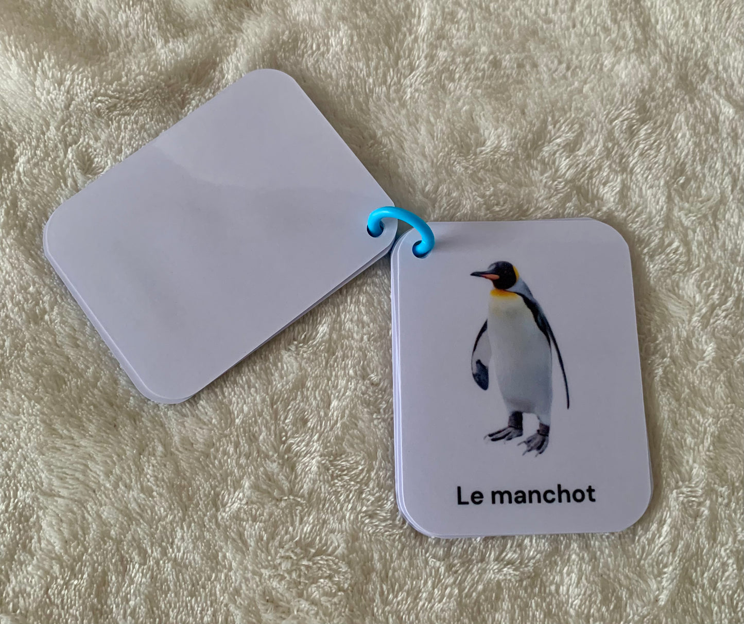 Imagier des animaux de la banquise