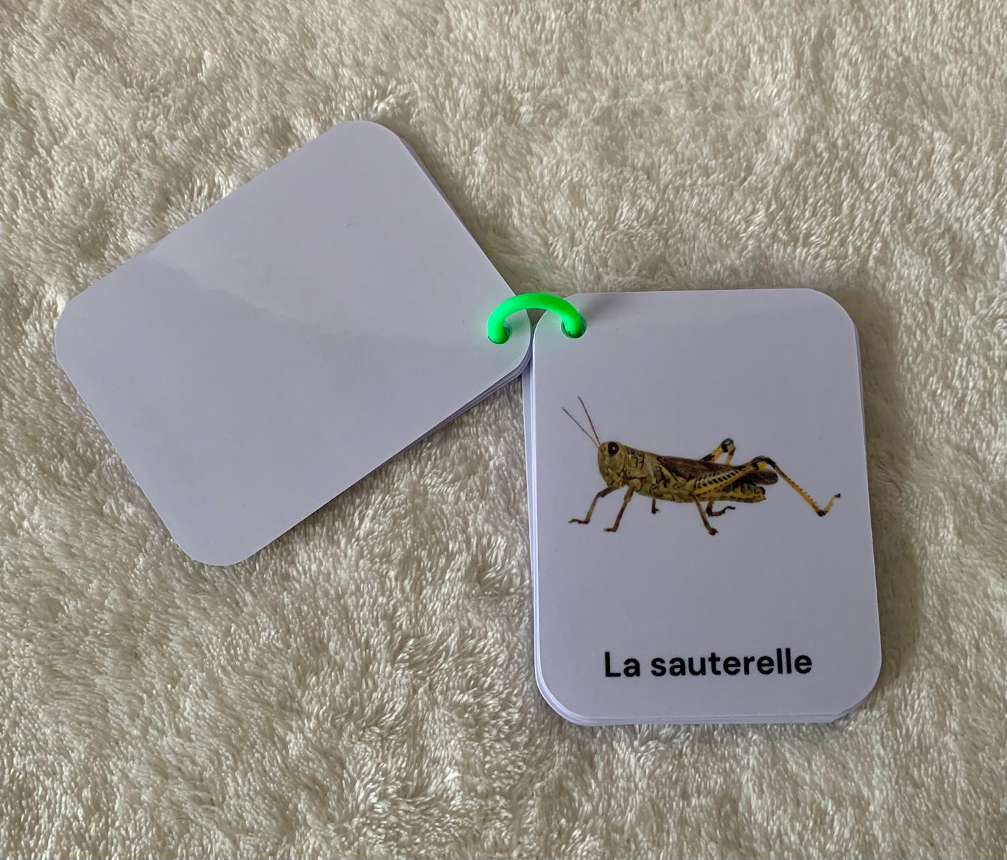 Imagier des insectes